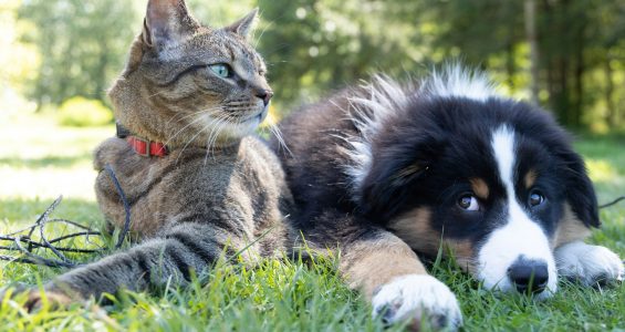 Cat and dog family